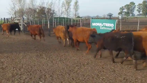 Lote 65 Terneros en DEL VALLE