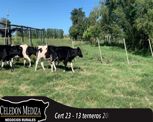 Lote (Vendido)11 Terneros Holando 12 HO,  1 KIWI 200kg - , Colonia