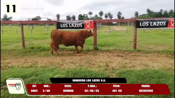 Lote LOTE 11 -DE JUNIOR