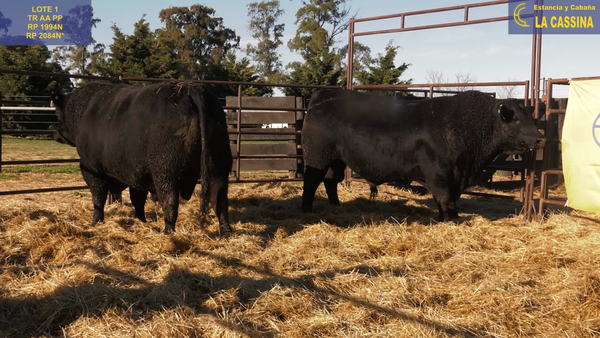 Lote TOROS ABERDEEN ANGUS PP