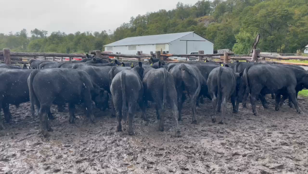Lote 53 Novillo Engorda en Coyhaique, XI Región Aysén