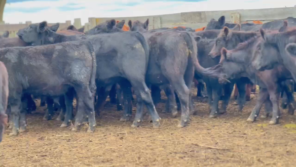 Lote 66 Novillitos en Castelli, Buenos Aires