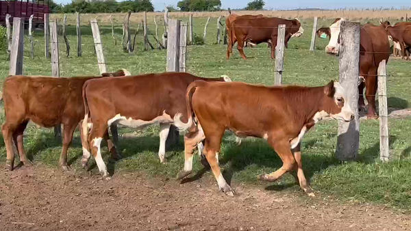 Lote 90 Terneros/as en Corrientes, Tabay