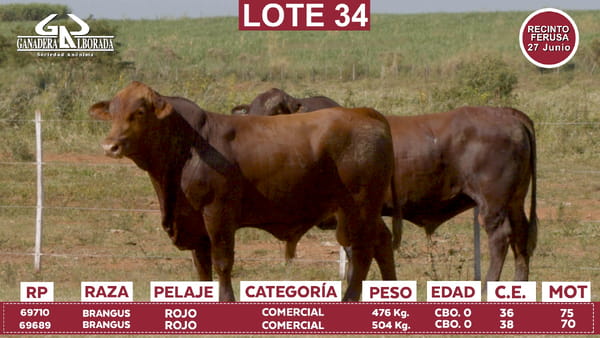Lote Reproductores de Alborada - Lote 34