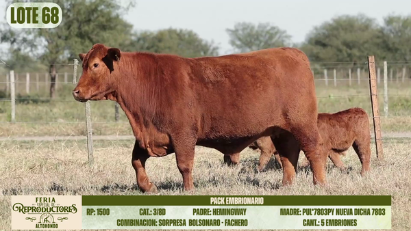Lote LOTE 68