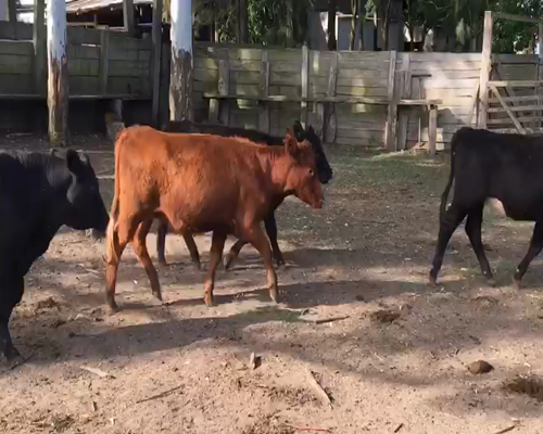 Lote 1 Vaquillonas PI en 18 de Julio-Pueblo Nuevo, San José