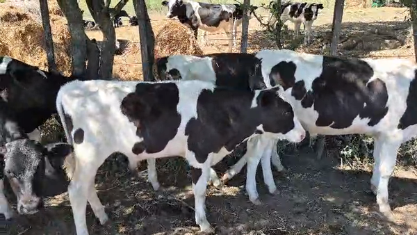 Lote 21 Terneros, San José