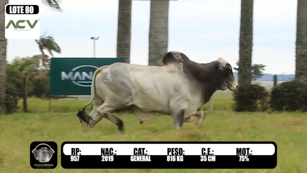 Lote LOTE 80  RP 957