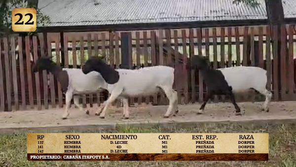Lote LOTE 22