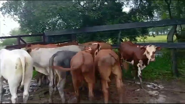 Lote 12 Terneros