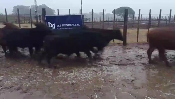 Lote 22 TERNS. MACHOS, EN GUAMINI, BS. AS.