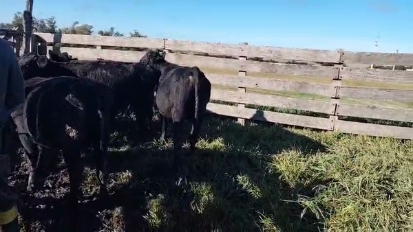 Lote 10 Terneros, San José