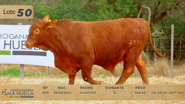 Lote LOTE 50