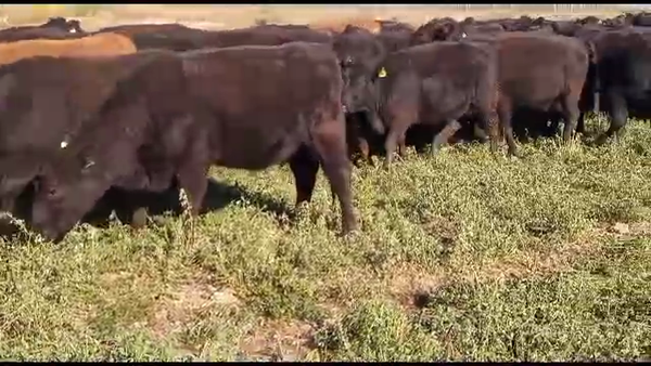 Lote 150 VAQUILLONAS PREÑADAS