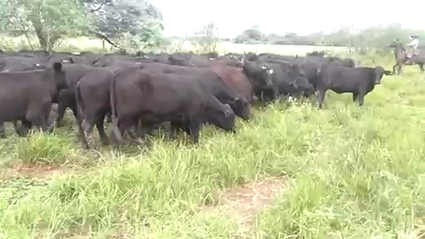 Lote 100 Vaquillonas en Pirané, Formosa