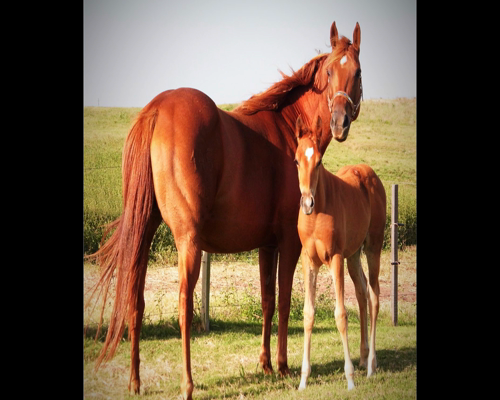 Lote DOÑA ADELA 145
