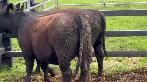 Lote 2 Vaquilla Encaste