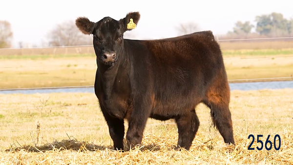 Lote Ternera