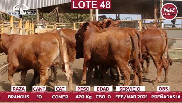 Lote Reproductores de Alborada - Lote 48