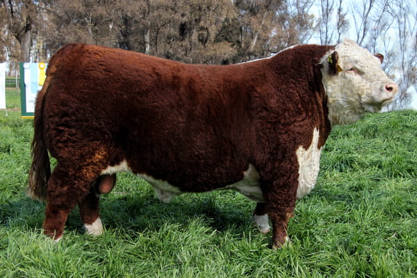 Lote Toro PP Bozal