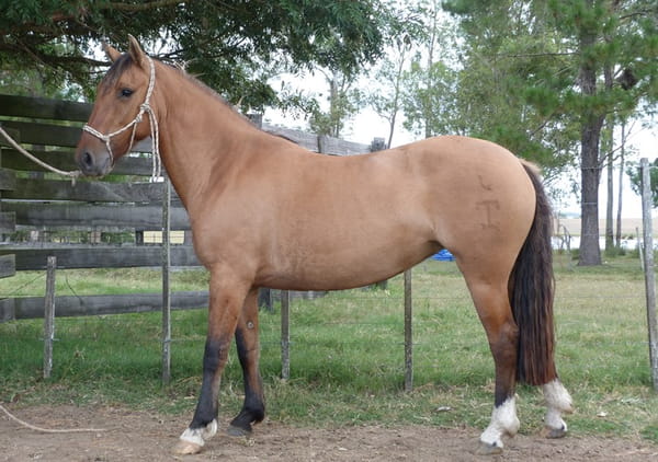 Lote LUMBERA ESCONDIDA