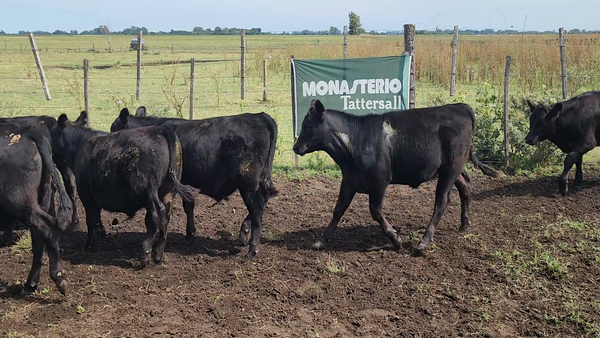 Lote 16 Terneros en Bolívar