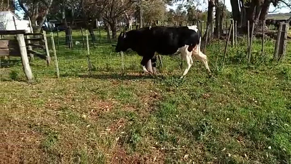 Lote Toros HOLANDO 550kg - , San José