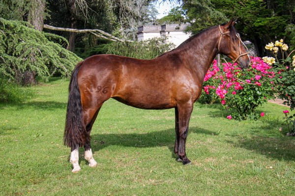 Lote QUELEN TATIANA