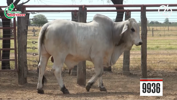 Lote Brahman