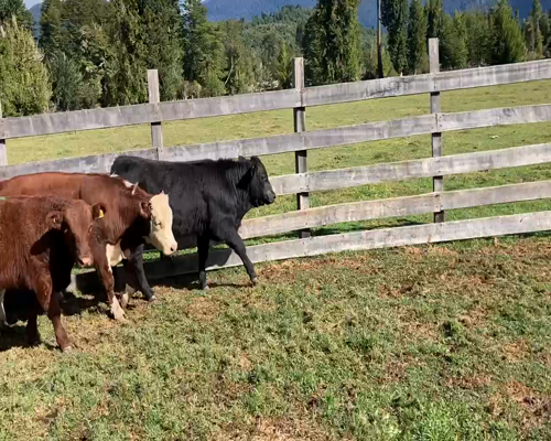 Lote 17 Ternero en XI Región Aysén, Cisnes