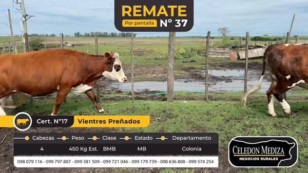 Lote 4 Vientres Preñados en Colonia