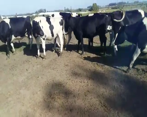 Lote (Vendido)9 Vaquillonas 1 a 2 años HOLANDO en SAUCE CHICO