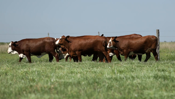 Lote Vaquilla Para Servicio