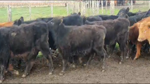 Lote 55 Terneras en Necochea, Buenos Aires