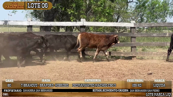 Lote LOTE 6