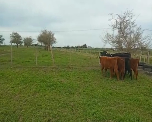 Lote (Vendido)9 Terneras AA y Cruzas 183kg -  en Cerro