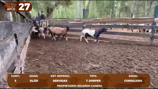 Lote LOTE 27 -POR PANTALLA