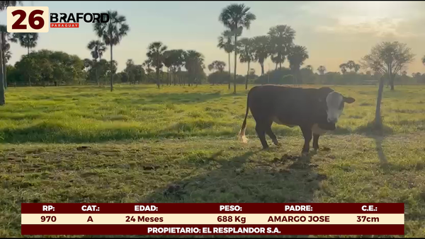 Lote LOTE 26 - TOROS DE CAMPO