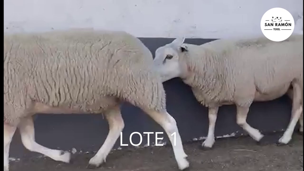 Lote Lote 1 - San Ramòn