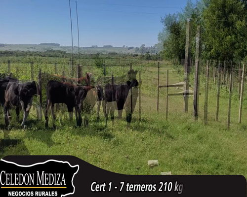 Lote (Vendido)7 Terneros 2AA,  3 AA X HO,  1 HE X HO,  1 RA X HE 210kg - , Colonia
