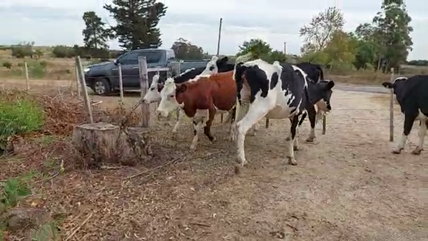 Lote 5 Vaquillonas  Hereford y Cruza en Carreta Quedada