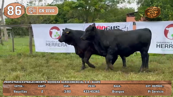 Lote LOTE 86 -EN VIVO