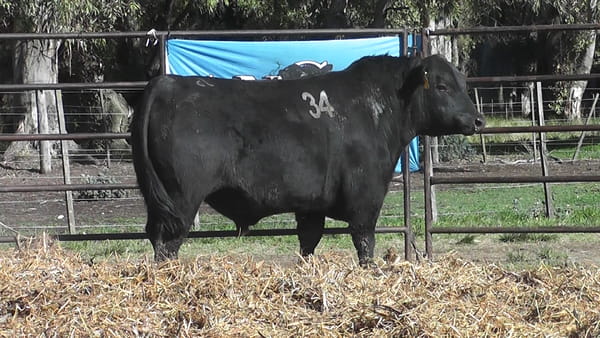 Lote ANGUS PURO CONTROLADO