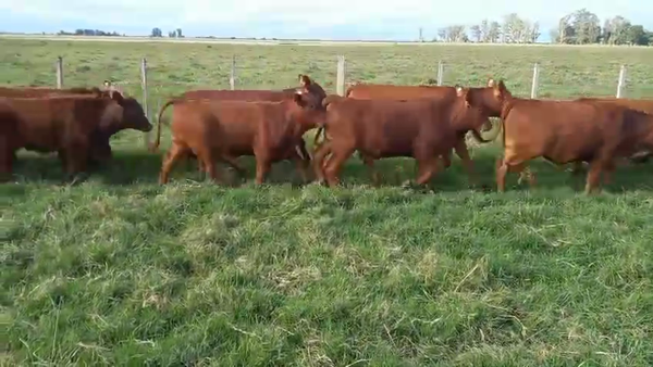 Lote 110 Terneros