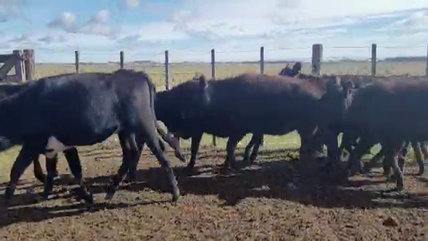 Lote 110 TERN. HEMBRAS, OLAVARRÍA, BS. AS.