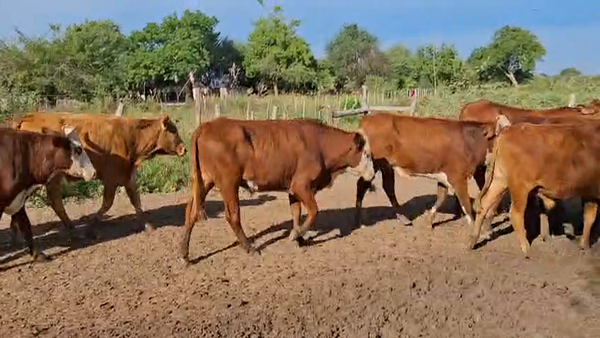 Lote 110 Novillos