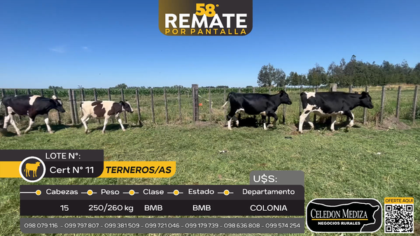 Lote 15 Terneros y Terneras en Campana, Colonia