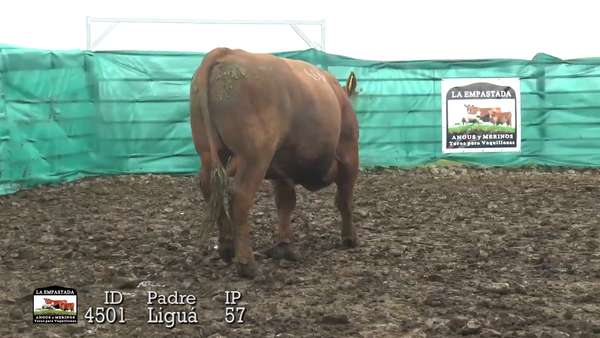 Lote 3 Toros, Durazno