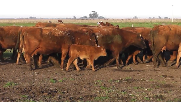 Lote VACAS CUT COLORADAS PARIDAS