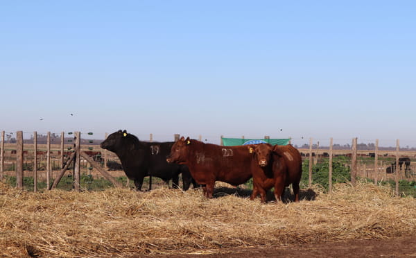 Lote TOROS PUROS CONTROLADOS